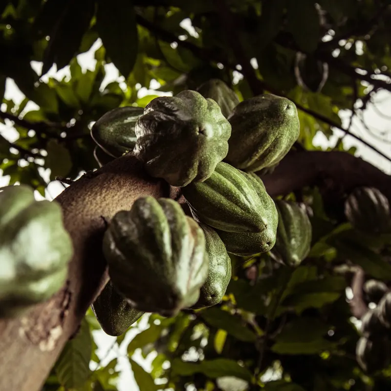 Criollo Blanco Kakaofrucht von Meybol Peru